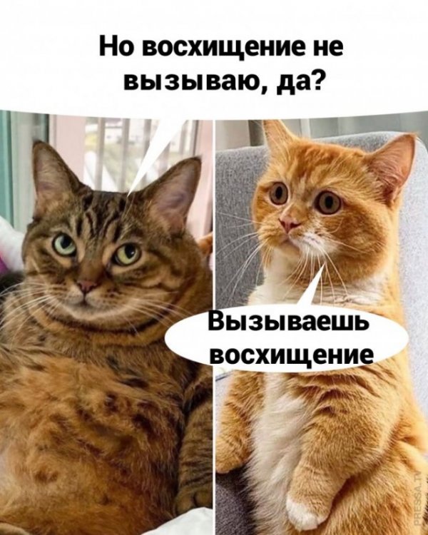 Я так понимаю скандала не избежать