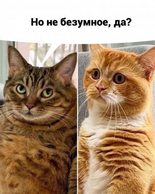 Я так понимаю скандала не избежать