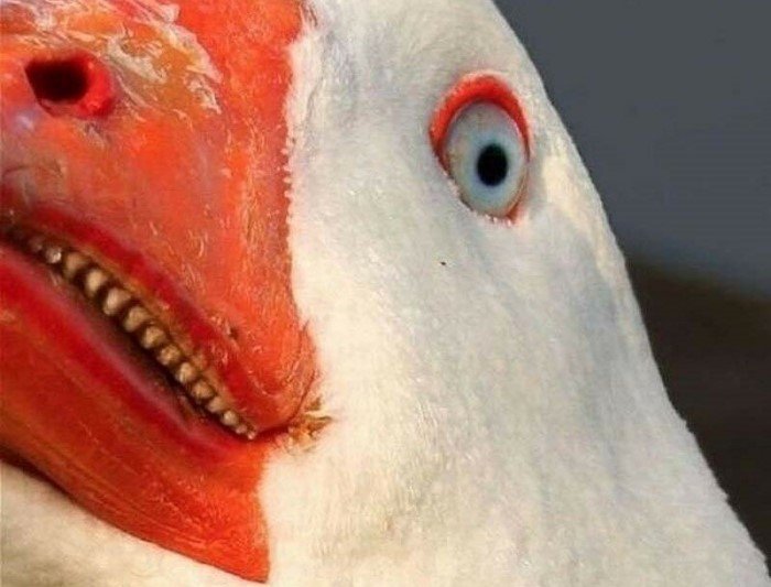 Зачем гусям зубы на клюве и языке? Или это не зубы? Так, давайте разбираться Зачем гусям зубы на клюве и языке? Или это не зубы? Так, давайте разбираться