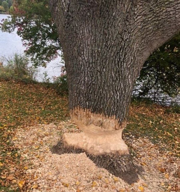 Картинки для настроения