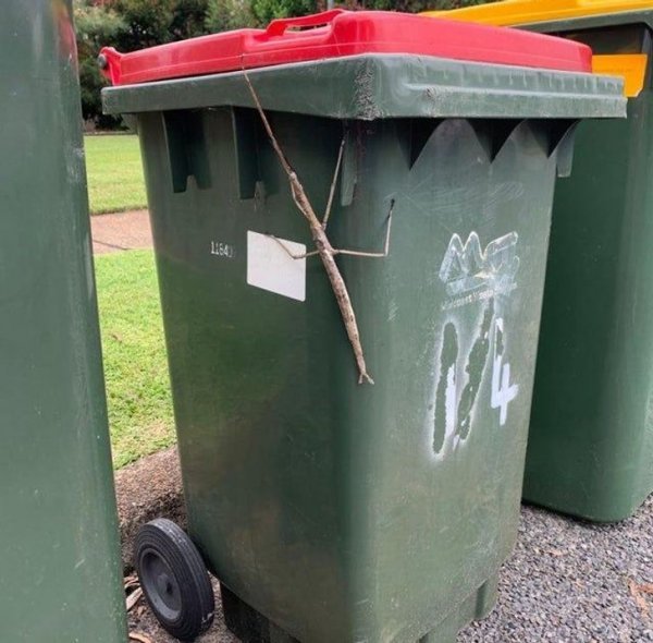 Жители Австралии показали с какой живностью им приходится соседствовать Жители Австралии показали с какой живностью им приходится соседствовать