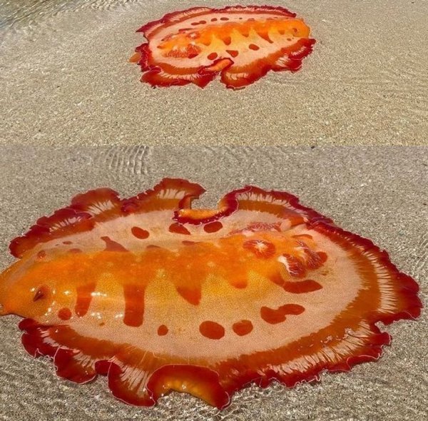 Жители Австралии показали с какой живностью им приходится соседствовать Жители Австралии показали с какой живностью им приходится соседствовать