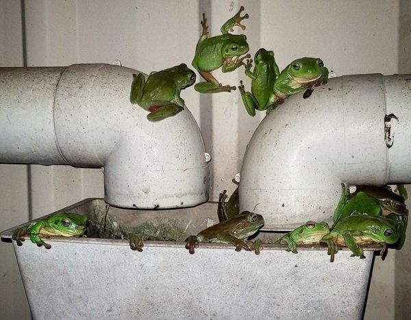 Жители Австралии показали с какой живностью им приходится соседствовать Жители Австралии показали с какой живностью им приходится соседствовать