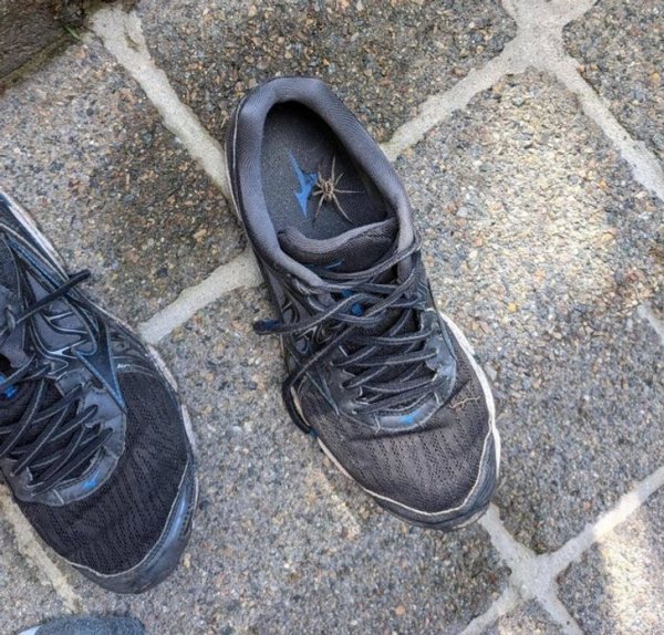 Жители Австралии показали с какой живностью им приходится соседствовать Жители Австралии показали с какой живностью им приходится соседствовать