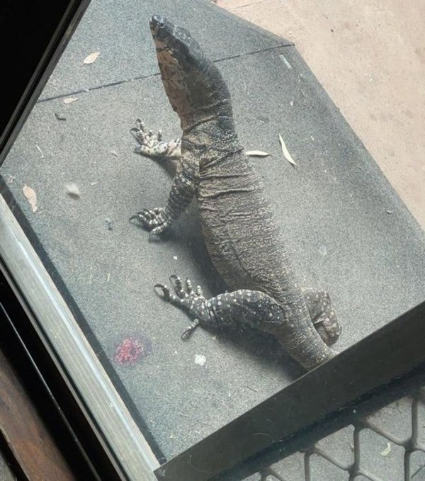 Жители Австралии показали с какой живностью им приходится соседствовать Жители Австралии показали с какой живностью им приходится соседствовать