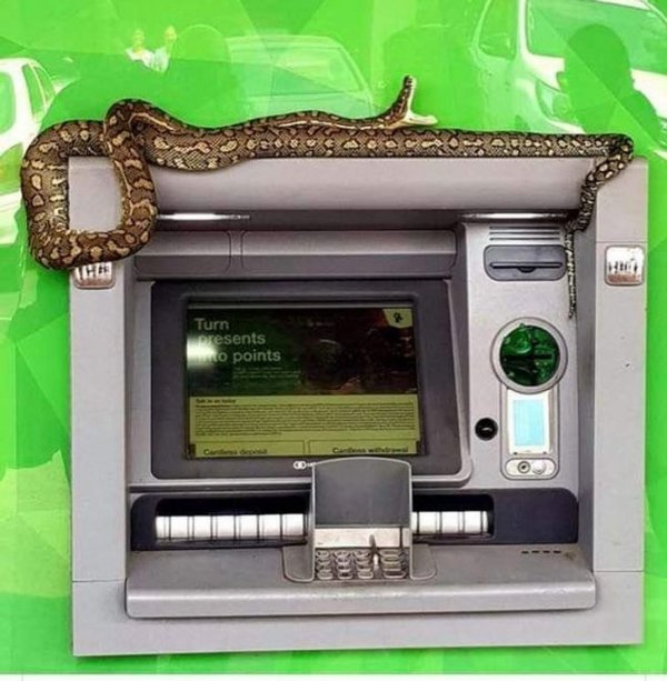 Жители Австралии показали с какой живностью им приходится соседствовать Жители Австралии показали с какой живностью им приходится соседствовать