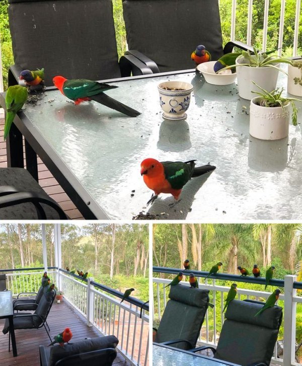 Жители Австралии показали с какой живностью им приходится соседствовать Жители Австралии показали с какой живностью им приходится соседствовать