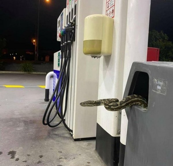 Жители Австралии показали с какой живностью им приходится соседствовать Жители Австралии показали с какой живностью им приходится соседствовать