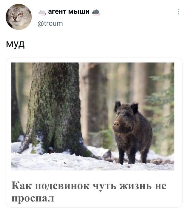 Подборка забавных твитов обо всем