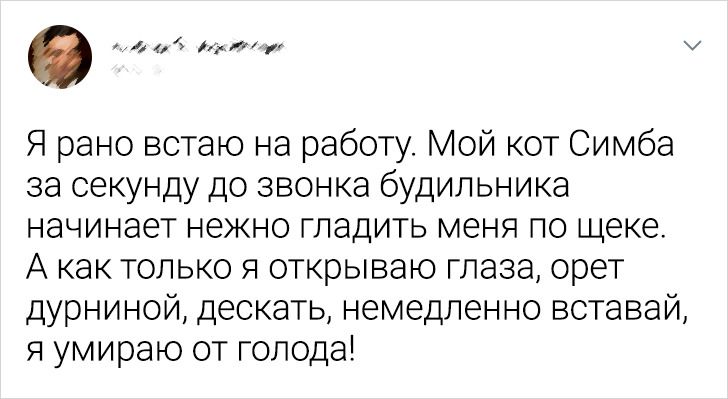 Читатели AdMe.ru рассказали, как домашние любимцы поразили их своим интеллектом