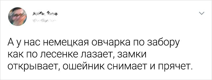 Читатели AdMe.ru рассказали, как домашние любимцы поразили их своим интеллектом