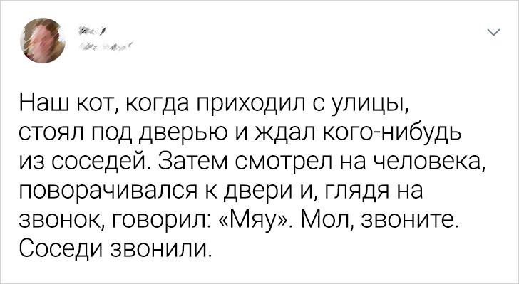 Читатели AdMe.ru рассказали, как домашние любимцы поразили их своим интеллектом