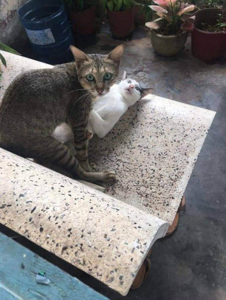 Смешные картинки 25 марта 2021 года