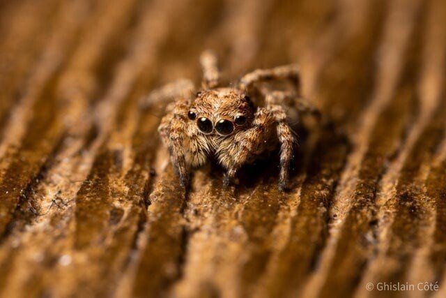 20 макрофотографий нашего удивительного мира