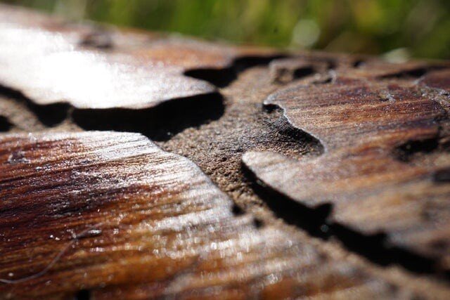 20 макрофотографий нашего удивительного мира