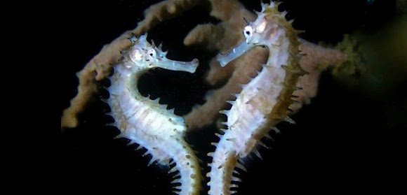 Колючий морской конёк: Острые беременные папы и «стрельба» детьми