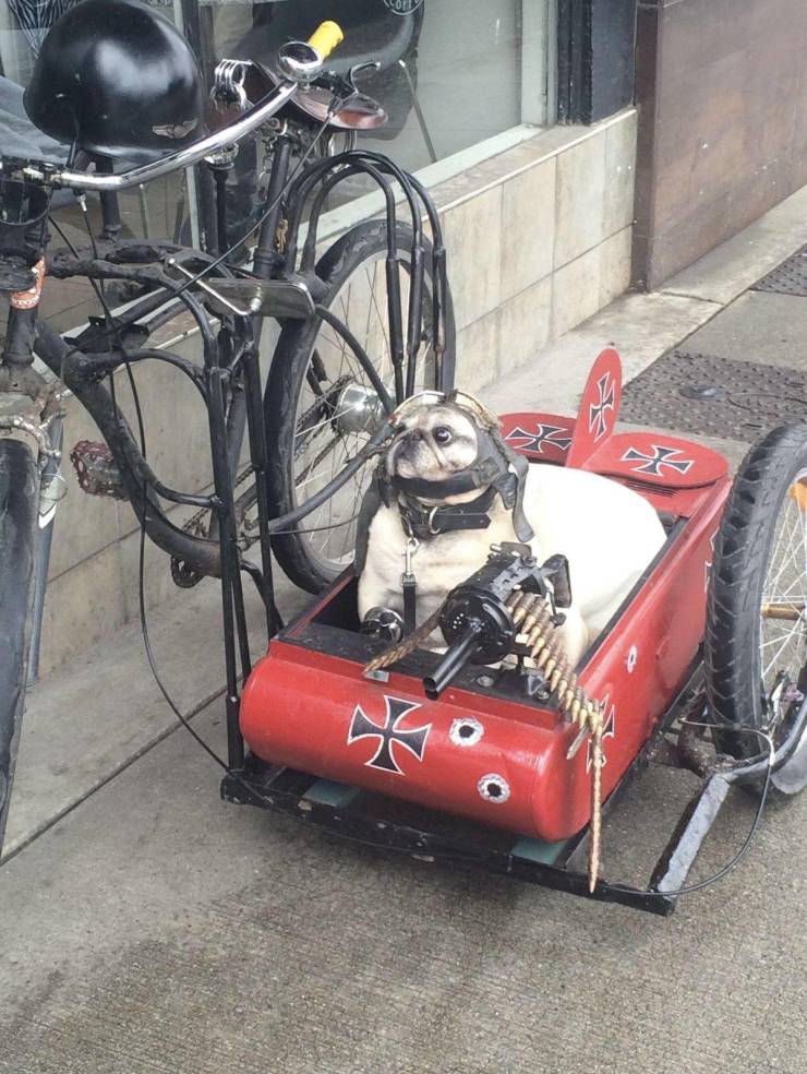 Подборка картинок. Вечерний выпуск (30 фото) - 09.04.2021