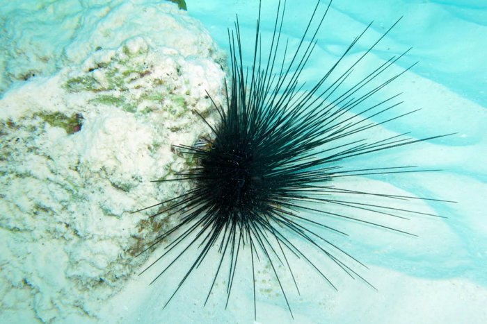 Почему нельзя купаться ночью в Красном море? Почему нельзя купаться ночью в Красном море?