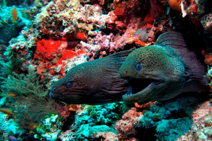 Почему нельзя купаться ночью в Красном море? Почему нельзя купаться ночью в Красном море?