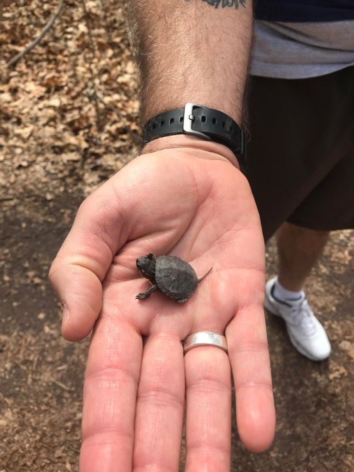 20 встреч с дикими животными и птицами, которые словно списали с диснеевских мультиков