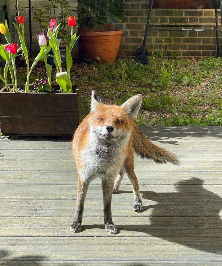 20 встреч с дикими животными и птицами, которые словно списали с диснеевских мультиков