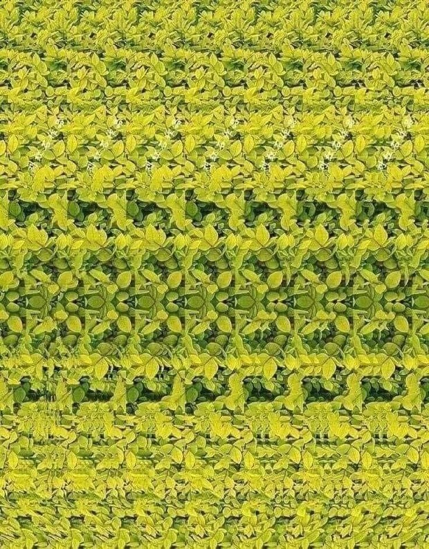 Фото №3 - Стереограмма, на которой 3D-картинку увидят даже те, кто никогда ее не видел