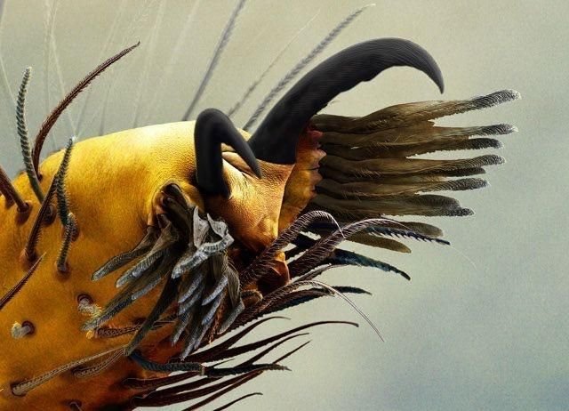 Мир через микроскоп: интересные макрофотографии