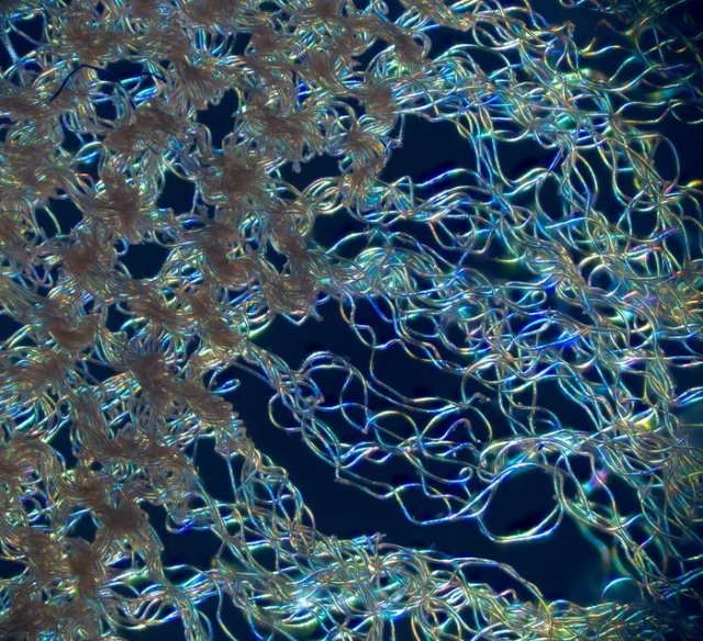 Мир через микроскоп: интересные макрофотографии