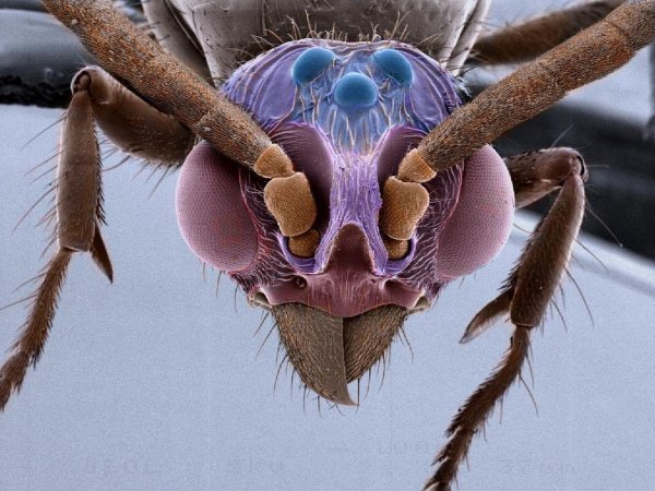 Мир через микроскоп: интересные макрофотографии