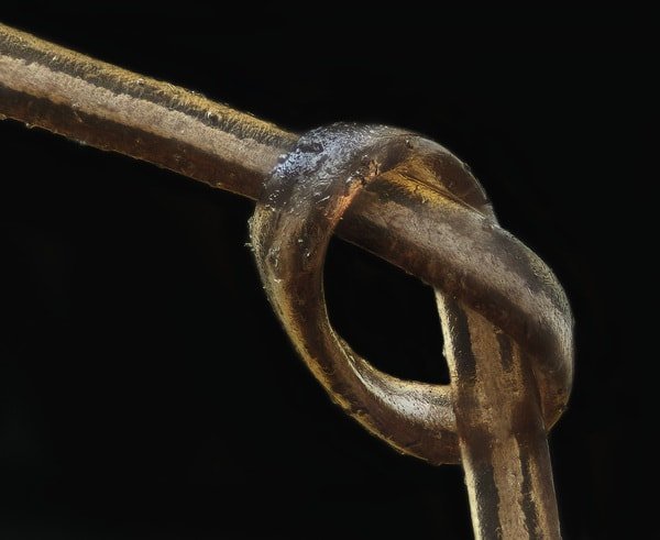 Мир через микроскоп: интересные макрофотографии