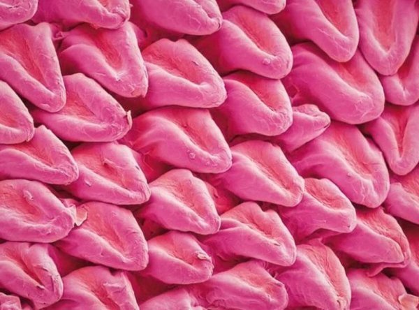 Мир через микроскоп: интересные макрофотографии