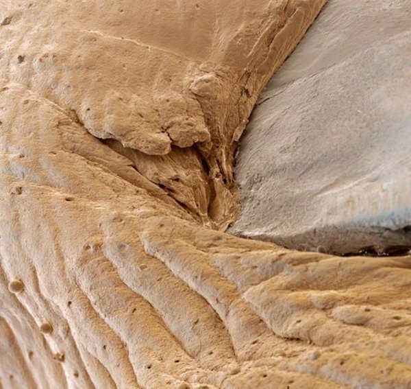 Мир через микроскоп: интересные макрофотографии