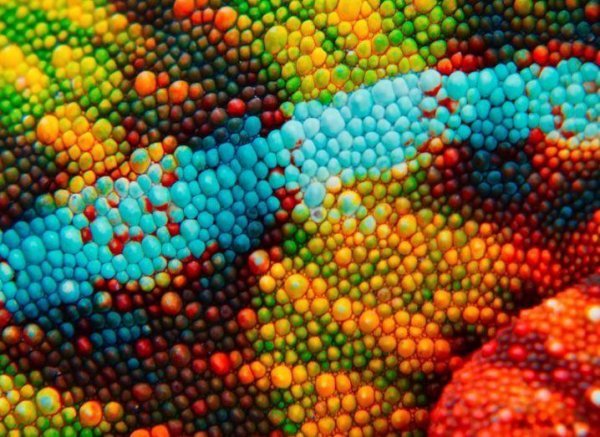 Мир через микроскоп: интересные макрофотографии