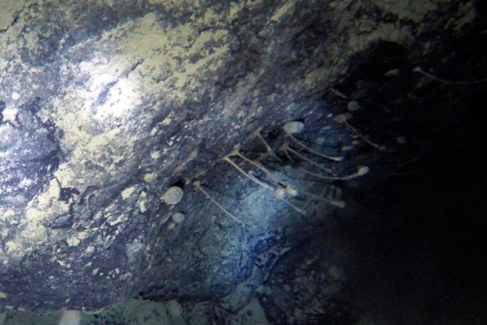 Что учные нашли под шельфовым ледником Антарктиды?