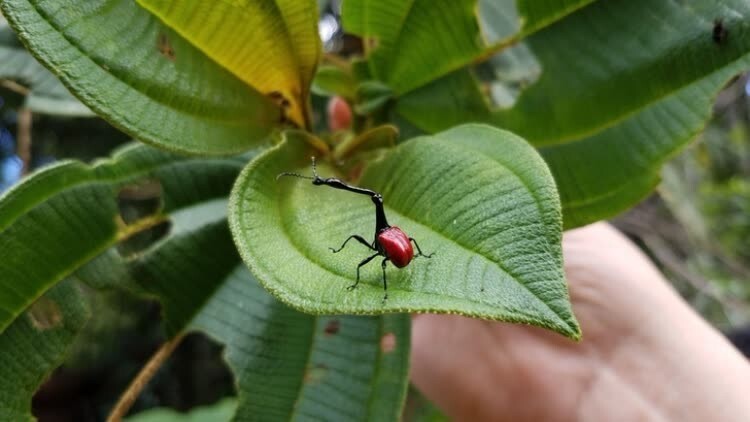 Trachelophorus giraffa - редкое насекомое с длинной шеей с Мадагаскара Trachelophorus giraffa - редкое насекомое с длинной шеей с Мадагаскара