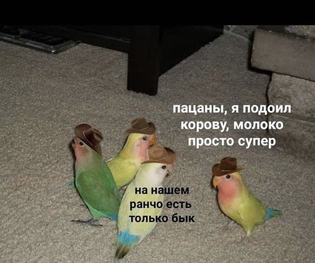 Лучшие шутки и мемы из Сети