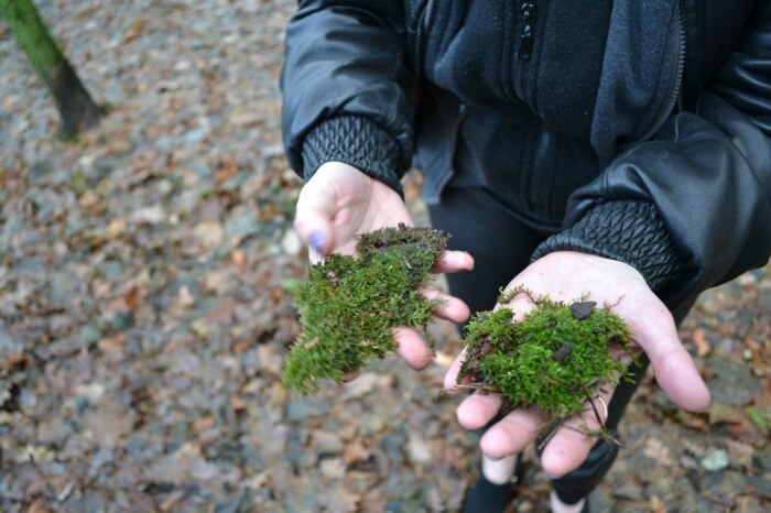 Даже мох теперь нужно собирать правильно. |Фото: forum2x2.ru.
