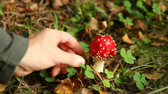 А вот ядовитые грибы вообще нельзя теперь собирать. ¦Фото: sdelai-lestnicu.ru.