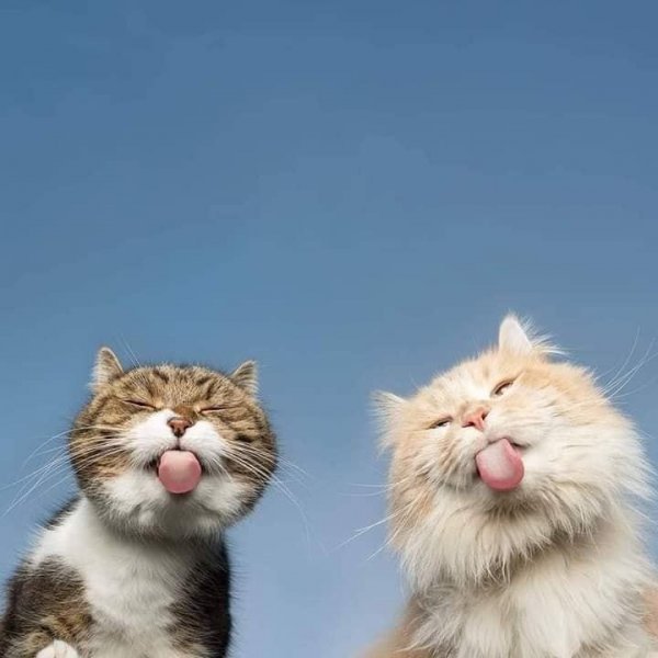 Прикольные и просто красивые картинки