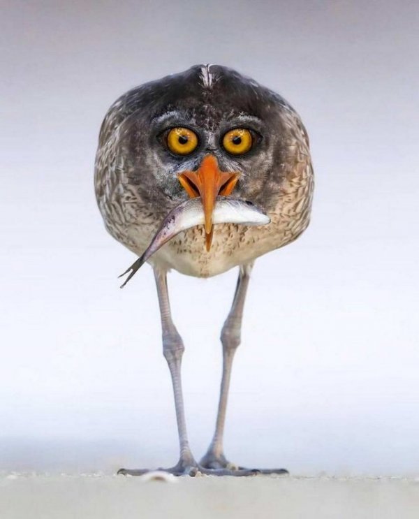 Прикольные и просто красивые картинки