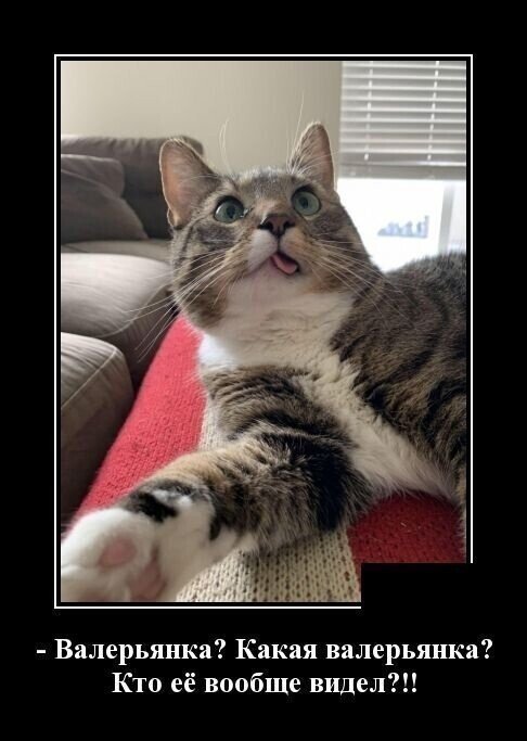 Прикольные и просто красивые картинки