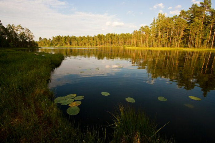 На поверхности водоема ученые увидели предмет, похожий на голову существа, но это оказалось природным явлением, не связанным с мистикой / Фото: travel-picture.ru