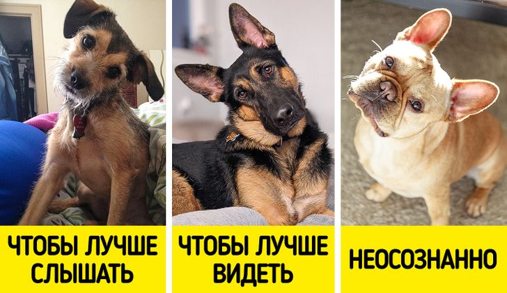 10 собачьих привычек, которые мы все это время понимали неправильно