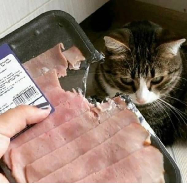 Смешные картинки вечер 19 мая 2021