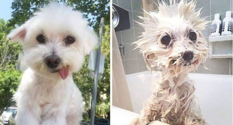 Смешные картинки 26 мая 2021 года