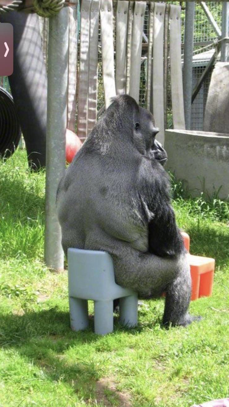 24. Просто большая горилла на очень маленьком стуле 24. Просто большая горилла на очень маленьком стуле