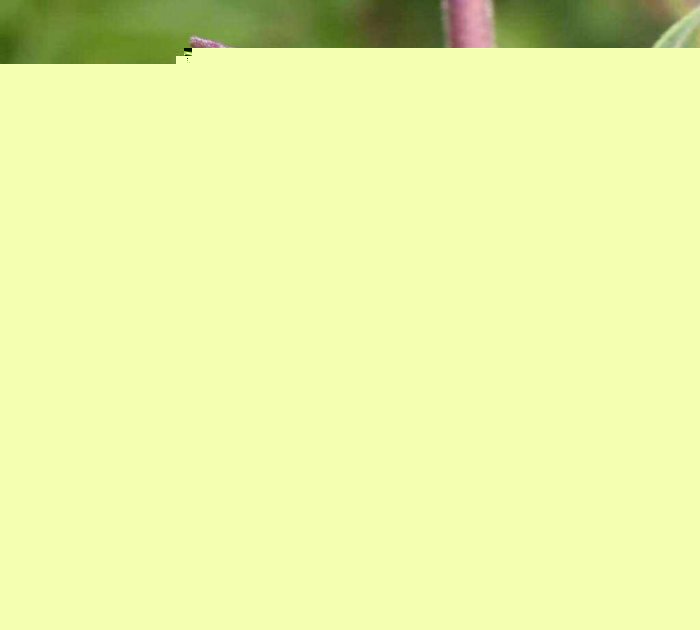 10 очень опасных растений, большинство из которых можно встретить в России