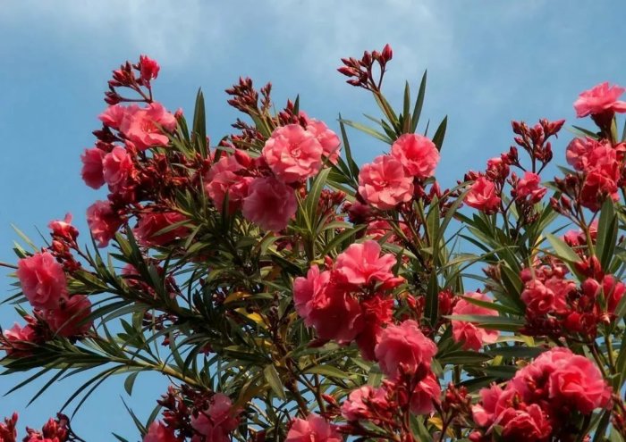 10 очень опасных растений, большинство из которых можно встретить в России