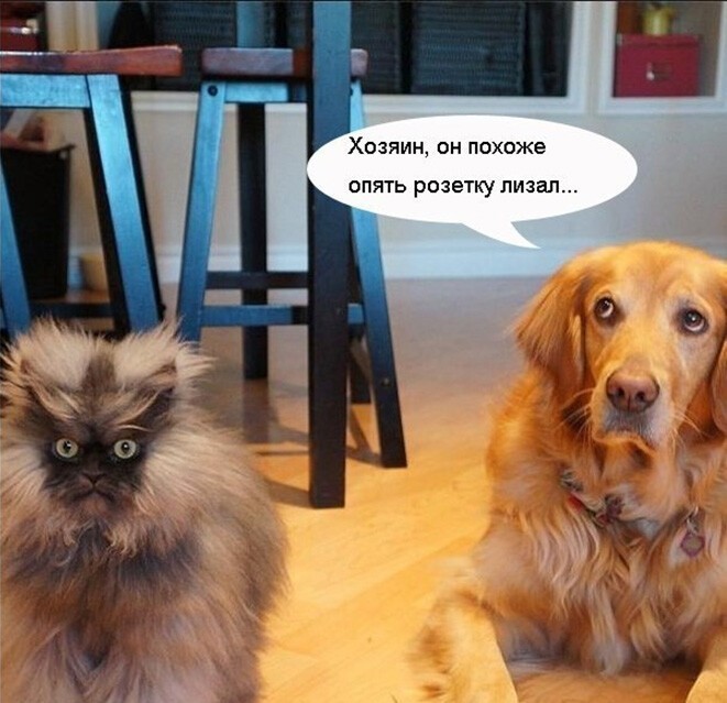 Смешные и познавательные картинки