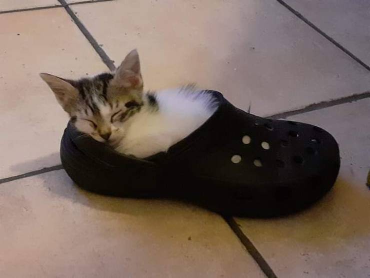 Смешные картинки вечер 22 июня 2021